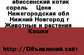 абиссинский котик сорель  › Цена ­ 15 000 - Нижегородская обл., Нижний Новгород г. Животные и растения » Кошки   